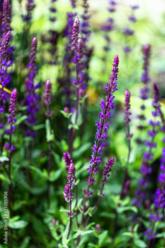 flower in a garden  close-up