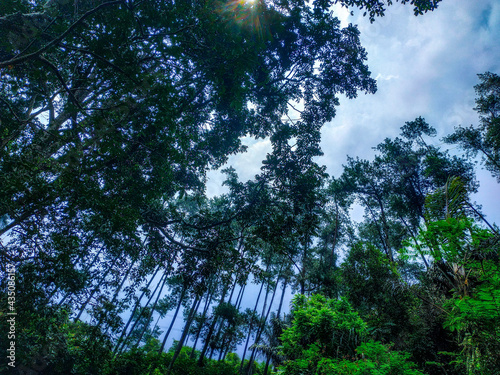 trees in the forest