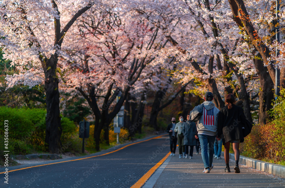 Tourists walking See cherry blossoms at Mount Namsan in the city. April 12, 2020: Seoul, South Korea Tourists walking See cherry blossoms at Mount Namsan in the city. April 12, 2020: Seoul, South Korea