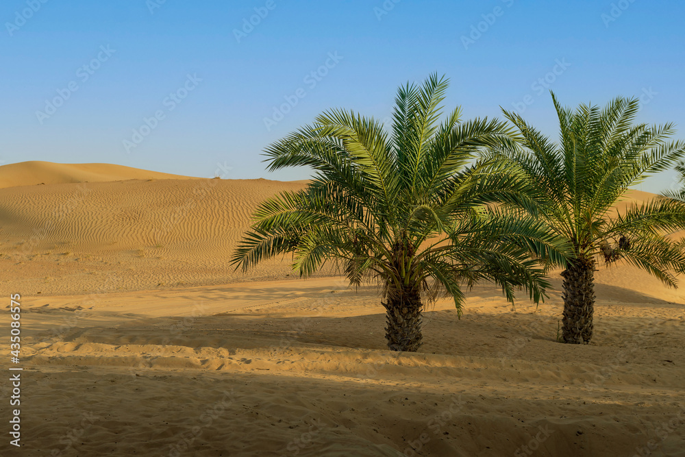 Dattelpalen in einer Wüstenlandschaft