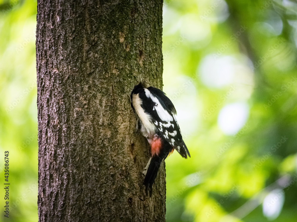 Great woodpecker sitting on a tree trunk feeding his nestlings Great woodpecker sitting on a tree trunk feeding his nestlings