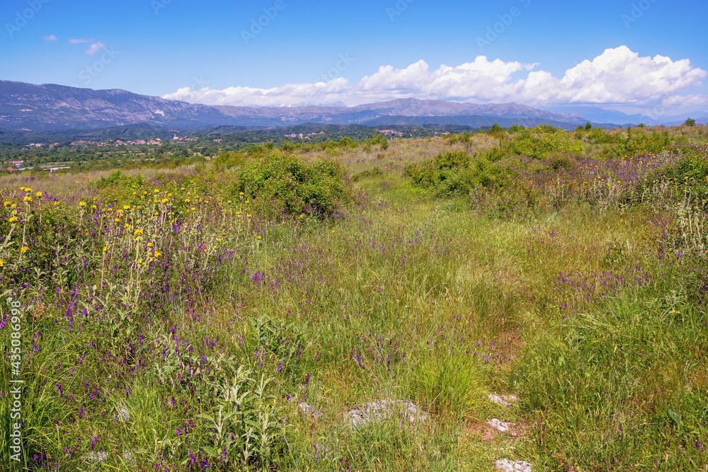 Beautiful sunny landscape. Montenegro, Ulcinj, view of meadow with wildflowers near Old Town Shas Beautiful sunny landscape. Montenegro, Ulcinj, view of meadow with wildflowers near Old Town Shas