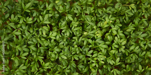 Green spring background with cress photo