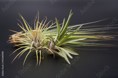 Beautiful air plants on black background