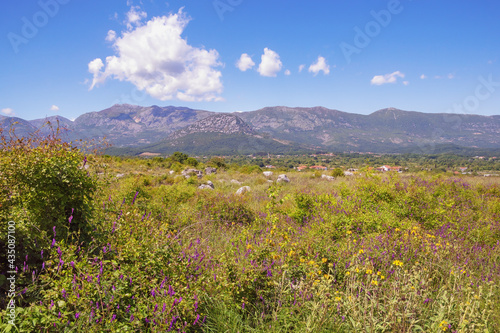 Sunny summer landscape. Montenegro, Ulcinj. Beautiful meadow with wildflowers near Old Town Shas (dead town)