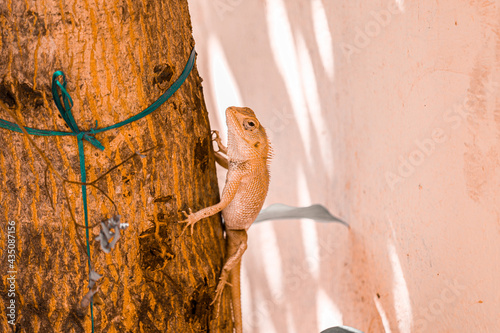 Indian Chameleon IN WILD NATURE