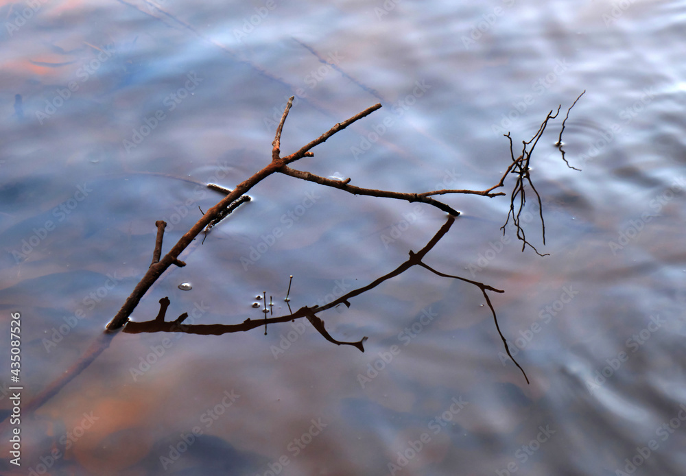 Reflection of the tree sticking out of the water, Like Fish shape Reflection of the tree sticking out of the water, Like Fish shape