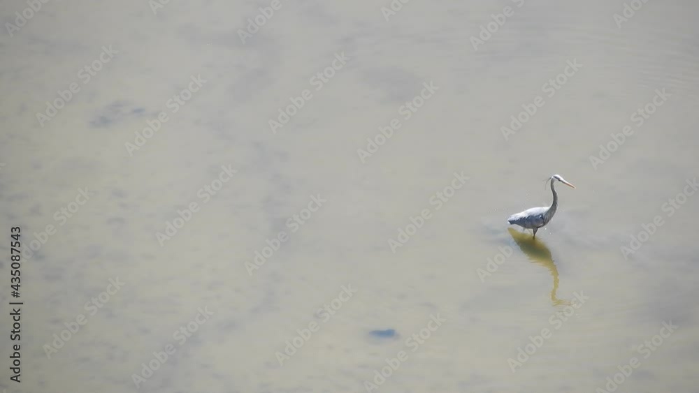 Aerial Great Egret On The Hunt For Food Fish In Water Cloudy Murky Muddy Pond Aerial Great Egret On The Hunt For Food Fish In Water Cloudy Murky Muddy Pond