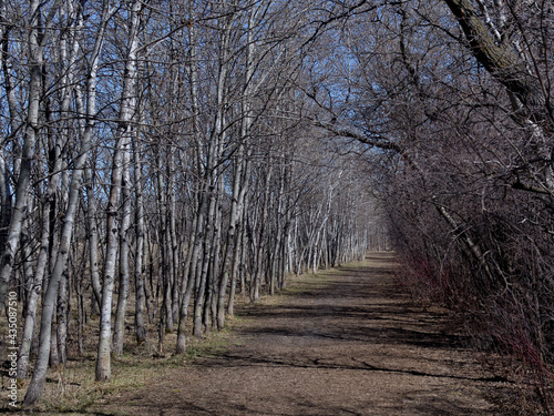 Trail through the woods in early spring
