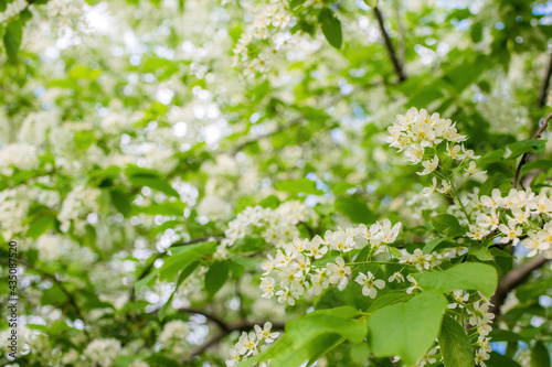Branch of flowering bird cherry in white flowers