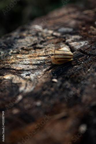 Snail on the slope. Blurred background, focus on the reptile. Background picture.Soft-bodied - gastropods.Textured background, focus on the reptile.  © Valerii