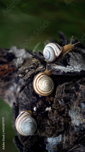 Conquering and overcoming obstacles, a group of SPIXY snails.Snails on the slope of textured driftwood.A snail with a swirling shell.