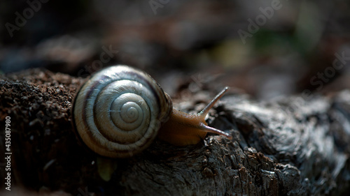 Snail on the slope.Dynamics of movement of individual creatures. Search for shelter after the rain. A snail is in motion.