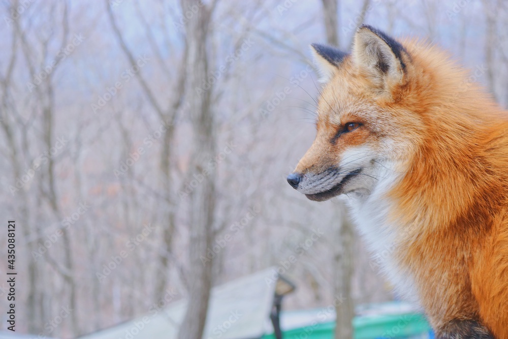 Fototapeta premium red fox vulpes
