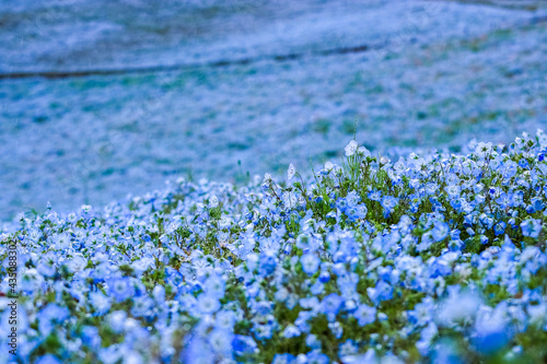 Fototapeta Naklejka Na Ścianę i Meble -  field of blue flowers