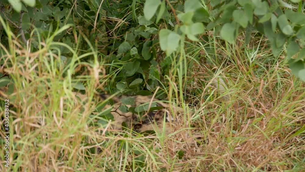 African Wild Dog in Natural Environment African Wild Dog in Natural Environment