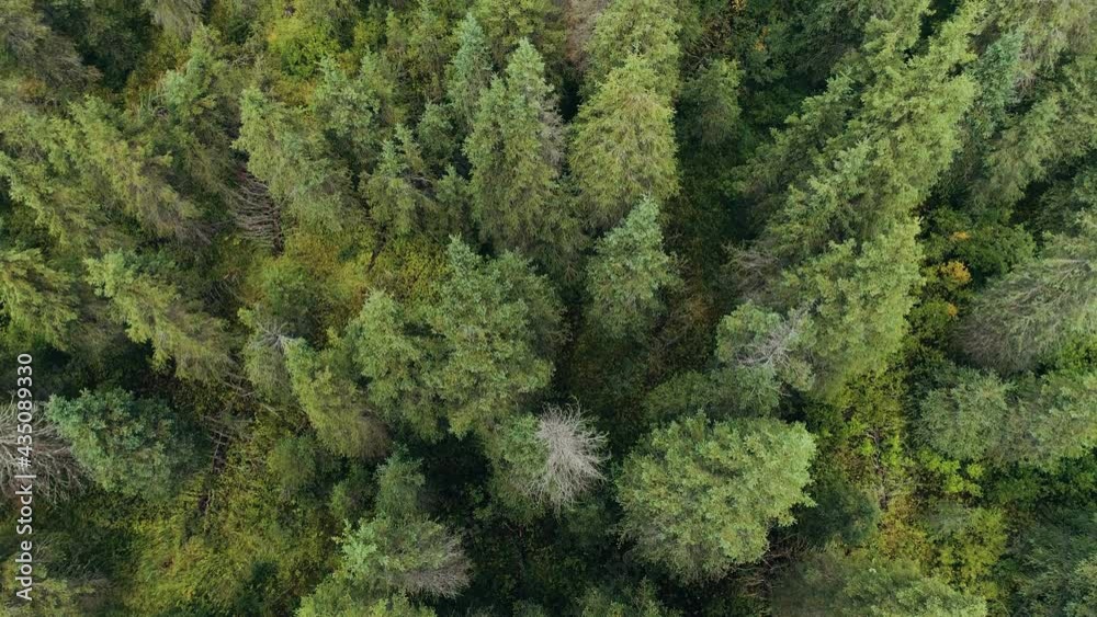Aerial view over an evergreen forest Aerial view over an evergreen forest
