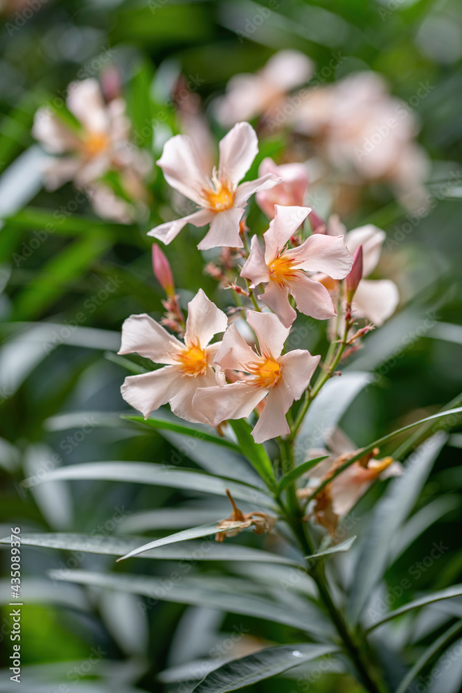 Close up white (Oleander Nerium) flower in nature garden Close up white (Oleander Nerium) flower in nature garden
