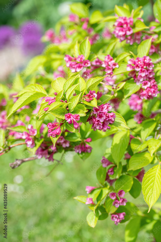 Beautiful pink Weigela hortensis. Flowering weigela in the garden