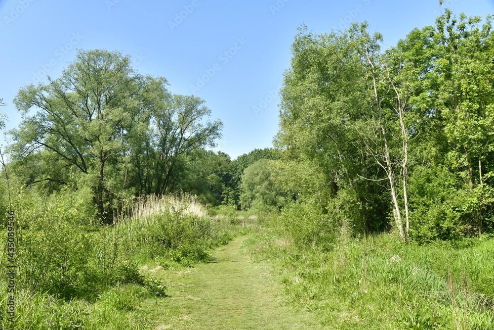 Chemin étroit entre les herbes folles ,broussailles et bois de la réserve naturelle des marrais de Ganshoren à l'ouest de Bruxelles