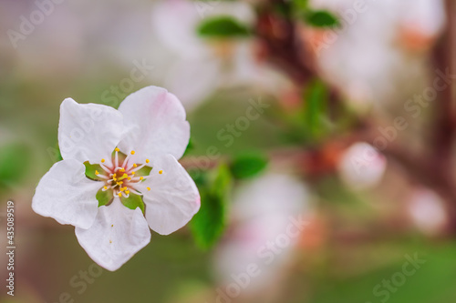 Branch of a tree with white flower