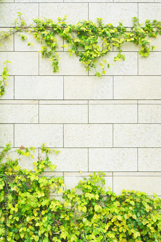 white granite block wall with climbing green ivy plants © sallies