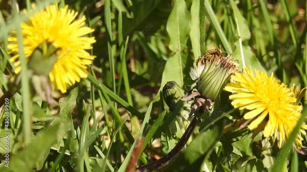 Closeup Yellow Dandelions Swaying Back And Forth In Green Grass On Summer Day