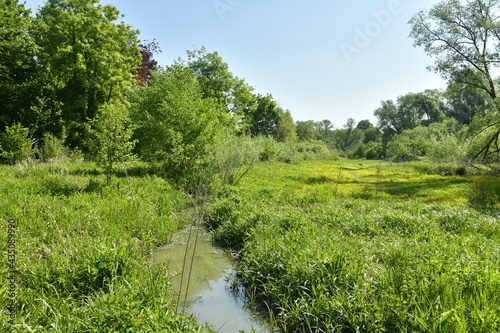 Le ruisseau Molembeek traversant les marrais sauvages de Ganshoren    l ouest de Bruxelles