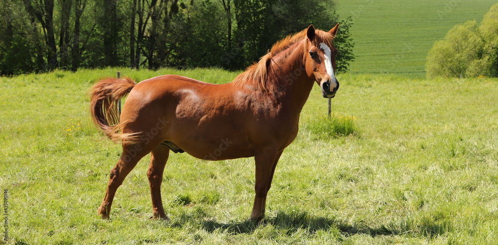 Fototapeta premium A beautiful horse in the pasture