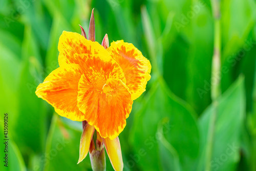 Orange flower with big green leaves.(Indian shot or African arrowroot) canna, cannaceae, canna lily, Sierra Leone arrowroot, Flowers at the garden, nature background photo