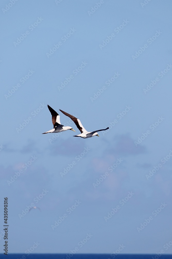 Albatrosse über der Karibik