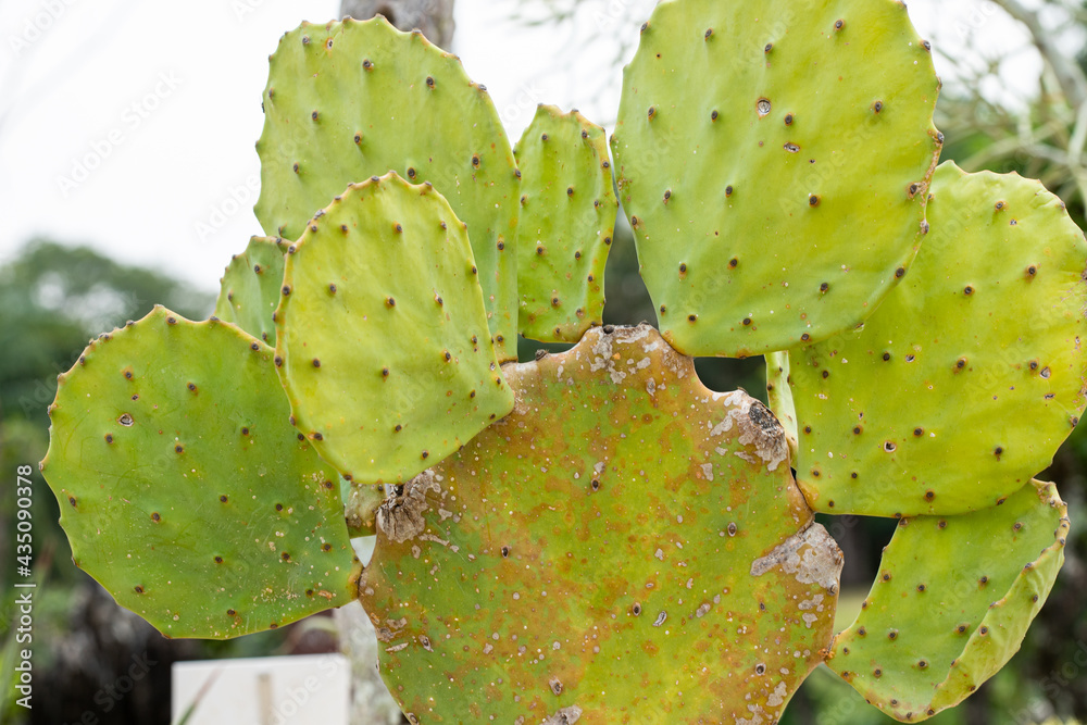 Cactus (Opuntia) with a spike. Growing on the sand in the garden Cactus (Opuntia) with a spike. Growing on the sand in the garden