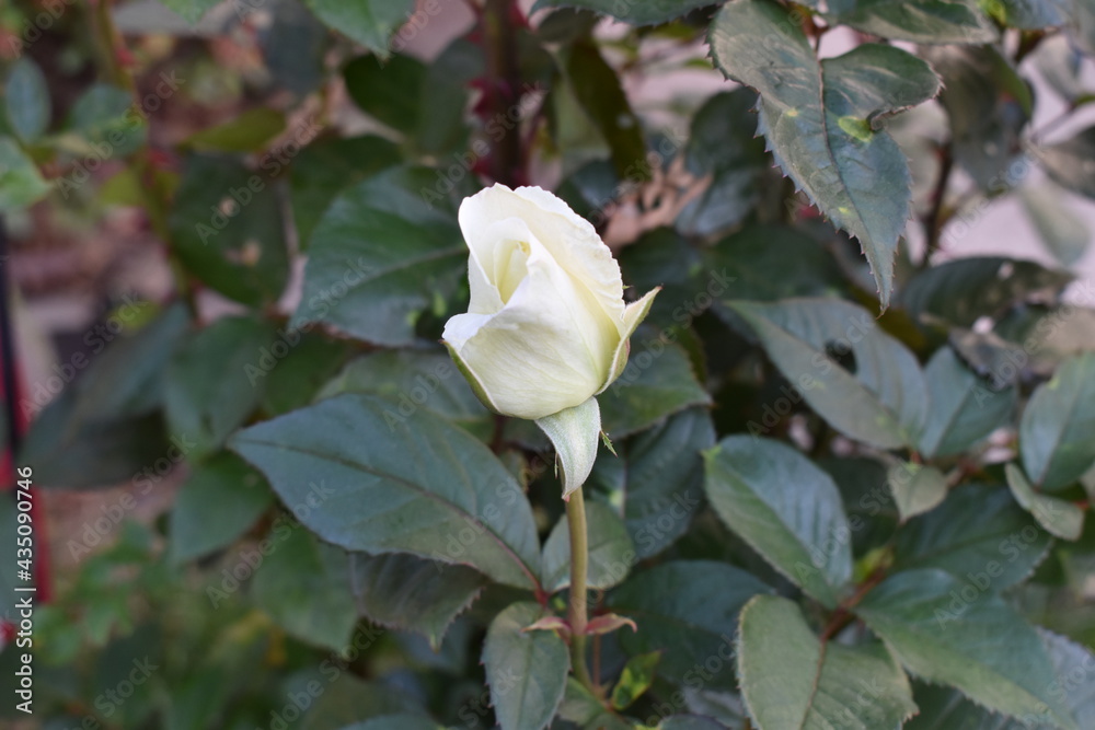 Closeup of a Young White Rose Blossom Closeup of a Young White Rose Blossom