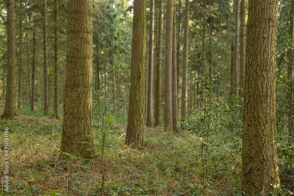 Fototapeta premium Reihe aus Baumstämmen im Wald