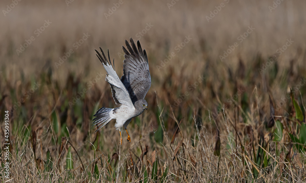 Fototapeta premium Male northern harrier (circus cyaneus) landing on prey in marsh - looking forward, wings extended up - blurred background brown grasses green pickerel weed - yellow eye