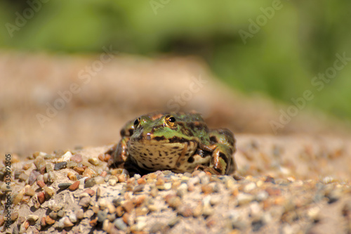 A frog sits on the edge of a garden pond in spring