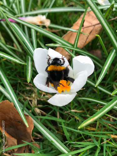 Bumblebee collects pollen and nectar from blooming white crocus spring flowers