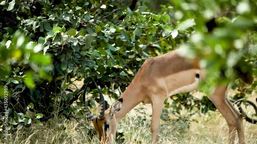 Impala Antelope in Nature Evironment, South Africa
