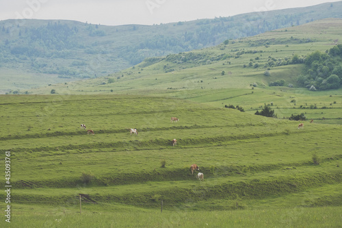 landscape with cows