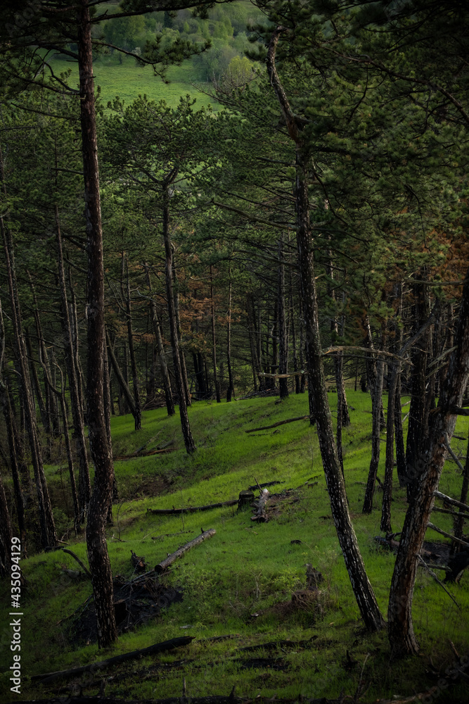 Fototapeta premium forest in autumn