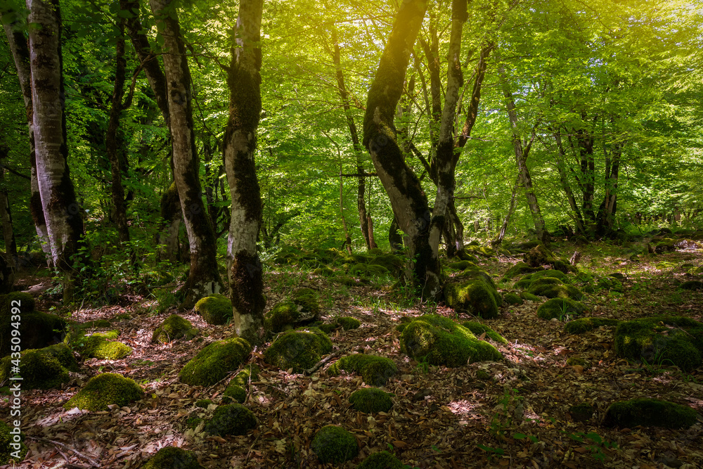 Many stones covered with moss lying in the forest Many stones covered with moss lying in the forest