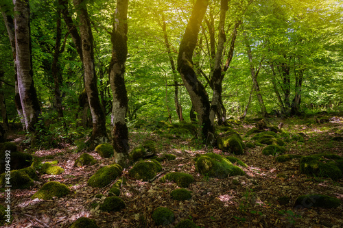 Fototapeta Naklejka Na Ścianę i Meble -  Many stones covered with moss lying in the forest