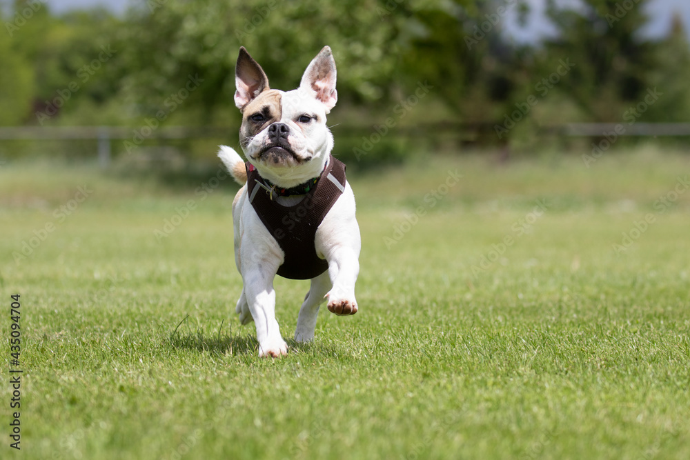 Junge Oldenlisch Bulldogge springt auf dem Rasen