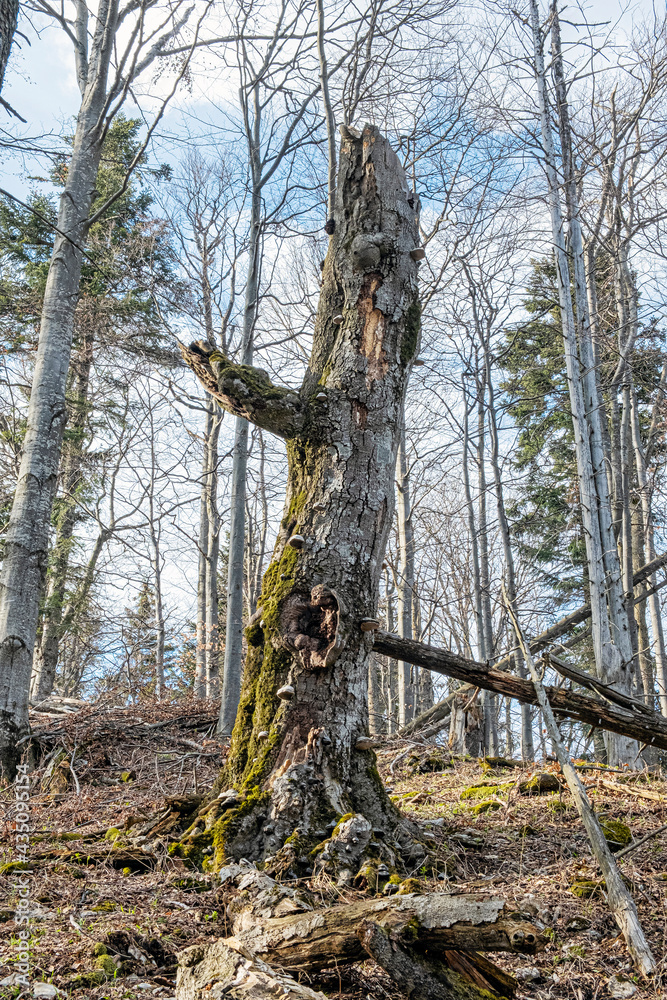 Head shape tree, Big Fatra mountains, Slovakia