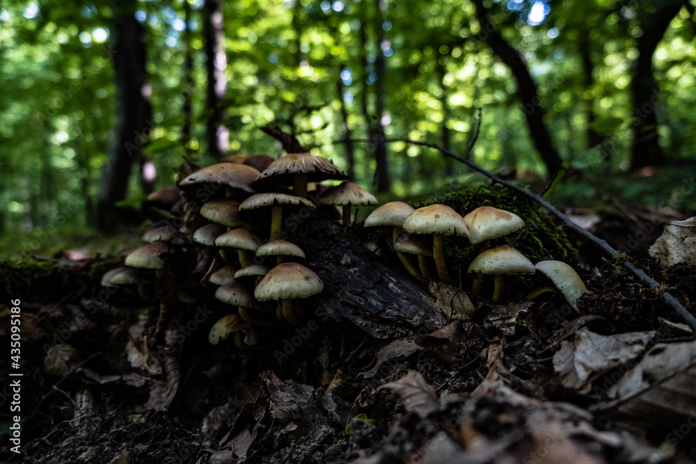 mushroom in the forest mushroom in the forest