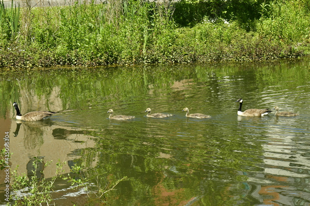 Une famille de bernaches du Canada nageant aux étangs du Leybeek à Watermael-Boitsfort Une famille de bernaches du Canada nageant aux étangs du Leybeek à Watermael-Boitsfort