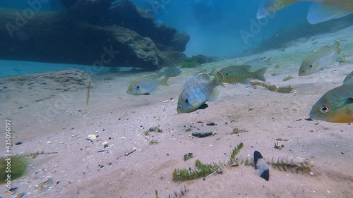 A territorial male Bluegill (Lepomis macrochirus) defends it feeding grounds, a sand boil in Florida's Rainbow River, from encroachment by other fish. Bluegills are members of the Sunfish family. photo