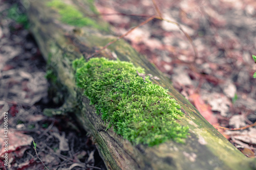 Old tree trunk covered with moss. Moss on an old felled tree