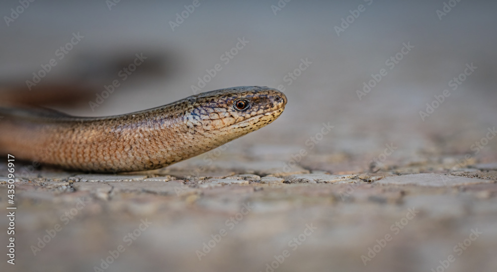 Blindschleiche (Anguis fragilis, Nahaufnahme Blindschleiche (Anguis fragilis, Nahaufnahme