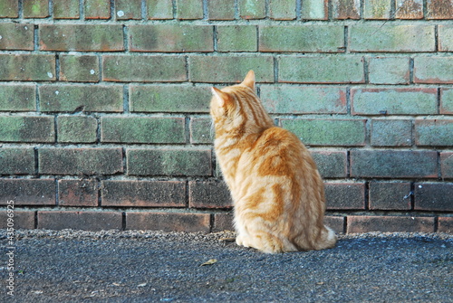 Ginger cat staring at wall